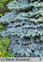 Picea pungens Thuem