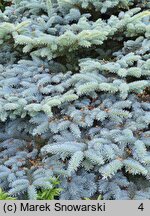 Picea pungens Thuem