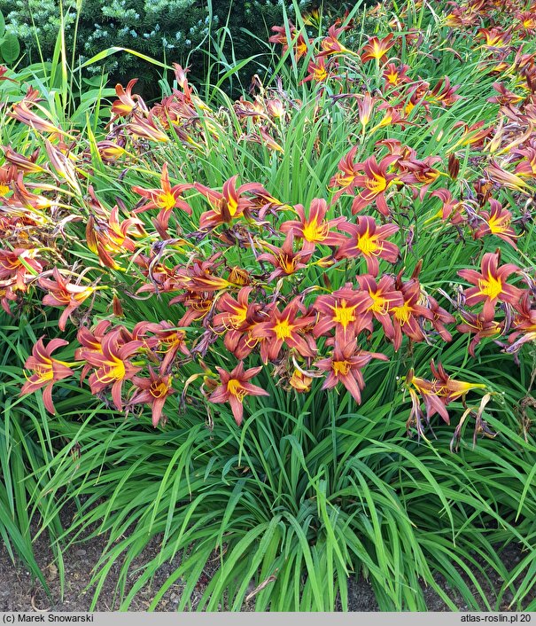 Hemerocallis ×hybrida Brunette