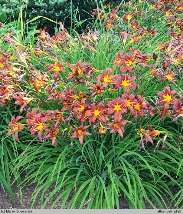 Hemerocallis Brunette