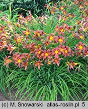 Hemerocallis ×hybrida Brunette