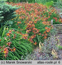 Hemerocallis ×hybrida Brunette