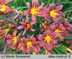 Hemerocallis ×hybrida Brunette