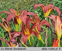 Hemerocallis ×hybrida Brunette
