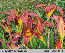 Hemerocallis Brunette