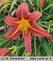 Hemerocallis ×hybrida Brunette