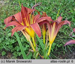 Hemerocallis ×hybrida Brunette