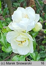 Chaenomeles speciosa Yukigoten