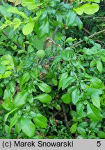 Chaenomeles speciosa Yukigoten