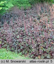 Heuchera Chocolate Ruffles