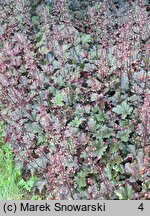 Heuchera Chocolate Ruffles