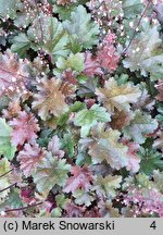 Heuchera Chocolate Ruffles