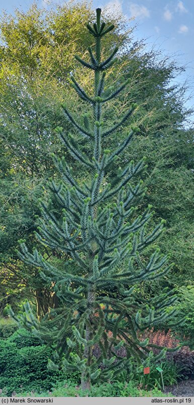 Araucaria araucana (araukaria chilijska)