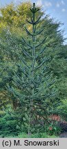 Araucaria araucana (araukaria chilijska)