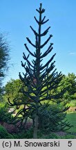 Araucaria araucana (araukaria chilijska)