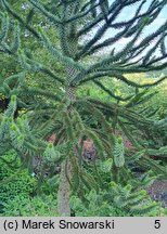 Araucaria araucana (araukaria chilijska)