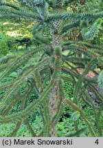 Araucaria araucana (araukaria chilijska)