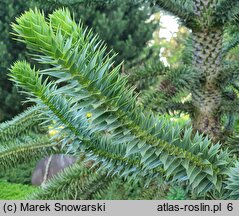 Araucaria araucana (araukaria chilijska)