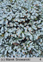 Abies koreana Kohout's Icebreaker