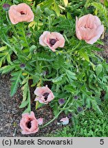 Papaver orientale Prinzessin Victoria Louise