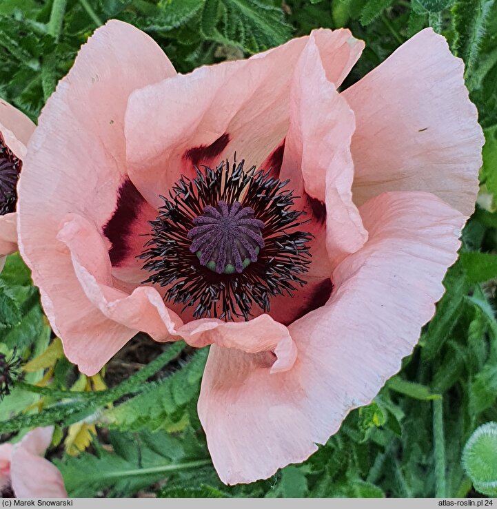 Papaver orientale Prinzessin Victoria Louise