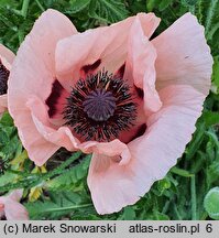 Papaver orientale Prinzessin Victoria Louise