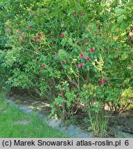 Rosa hort. F.J. Grootendorst