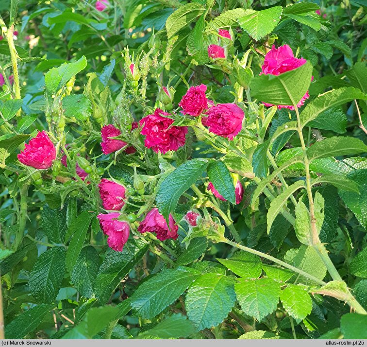 Rosa hort. F.J. Grootendorst