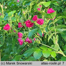 Rosa hort. F.J. Grootendorst