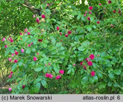 Rosa hort. F.J. Grootendorst