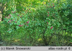 Rosa hort. F.J. Grootendorst