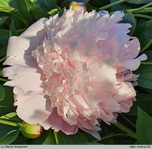 Paeonia lactiflora Angel Cheeks