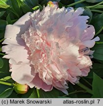 Paeonia lactiflora Angel Cheeks