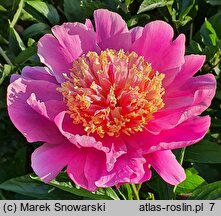 Paeonia lactiflora Doreen