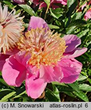 Paeonia lactiflora Doreen