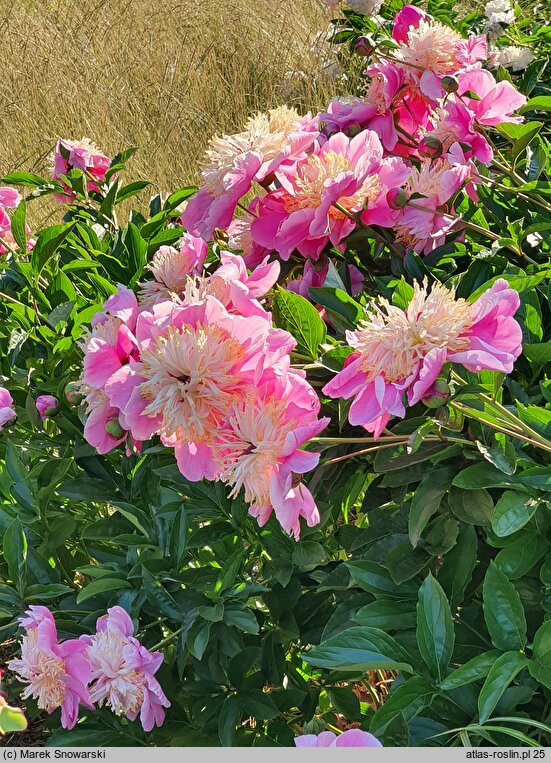 Paeonia lactiflora Doreen