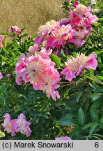 Paeonia lactiflora Doreen