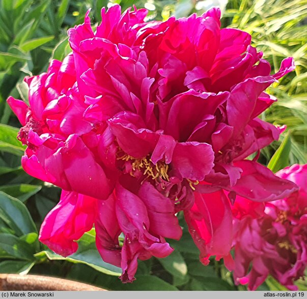 Paeonia lactiflora Francois Ortegat