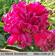 Paeonia lactiflora Francois Ortegat