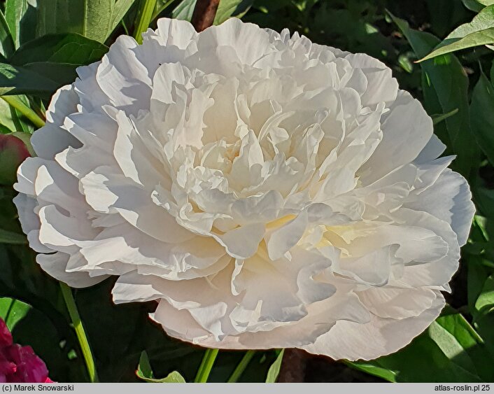 Paeonia lactiflora Yubileynij