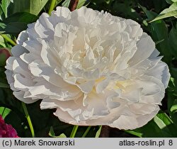 Paeonia lactiflora Yubileynij