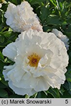 Paeonia lactiflora Kelway's Glorious