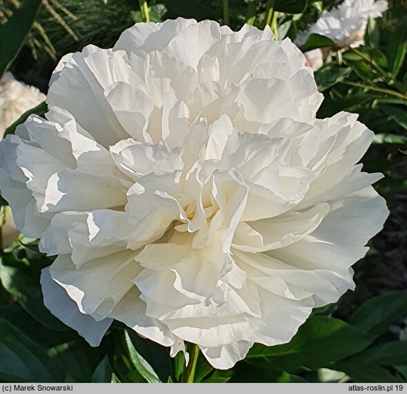 Paeonia lactiflora Kelway's Glorious