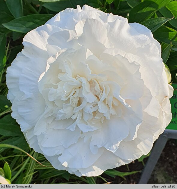 Paeonia lactiflora Mother's Choice