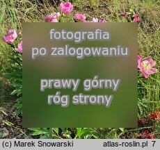 Paeonia lactiflora Władysława