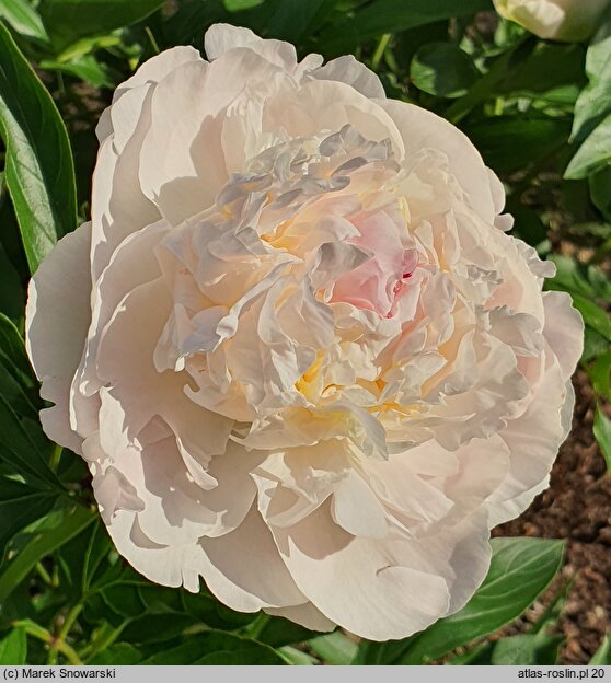 Paeonia lactiflora Blush Queen