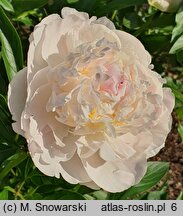 Paeonia lactiflora Blush Queen