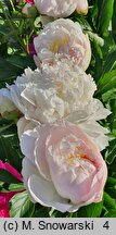 Paeonia lactiflora Blush Queen