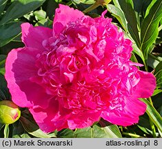 Paeonia lactiflora Mme Barillet Deschamps