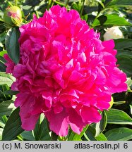 Paeonia lactiflora Mme Barillet Deschamps